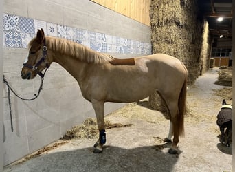 Deutsches Reitpony, Stute, 5 Jahre, 147 cm, Fuchs