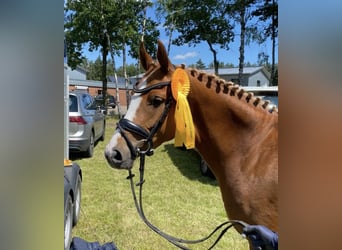 Deutsches Reitpony, Stute, 5 Jahre, 147 cm, Fuchs