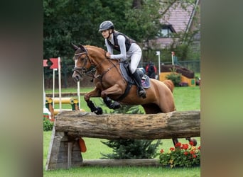Deutsches Reitpony, Stute, 5 Jahre, 147 cm, Fuchs