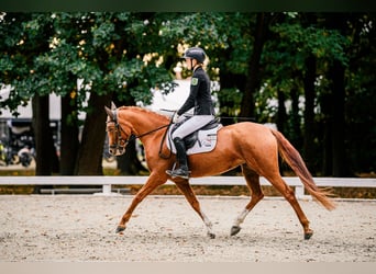 Deutsches Reitpony, Stute, 5 Jahre, 147 cm, Fuchs