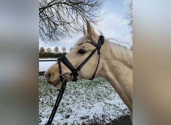 Deutsches Reitpony, Stute, 5 Jahre, 147 cm, Palomino