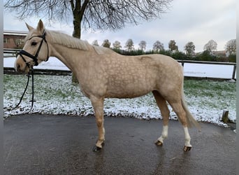 Deutsches Reitpony, Stute, 5 Jahre, 147 cm, Palomino