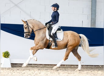 Deutsches Reitpony, Stute, 5 Jahre, 147 cm, Palomino