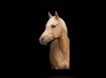 Deutsches Reitpony, Stute, 5 Jahre, 147 cm, Palomino