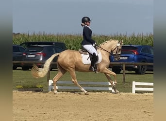 Deutsches Reitpony, Stute, 5 Jahre, 147 cm, Palomino