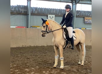 Deutsches Reitpony, Stute, 5 Jahre, 147 cm, Palomino