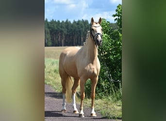 Deutsches Reitpony, Stute, 5 Jahre, 147 cm, Palomino