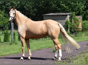 Deutsches Reitpony, Stute, 5 Jahre, 147 cm, Palomino