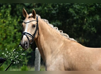 Deutsches Reitpony, Stute, 5 Jahre, 147 cm, Palomino