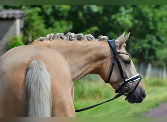 Deutsches Reitpony, Stute, 5 Jahre, 147 cm, Palomino
