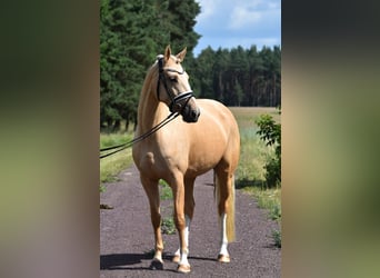 Deutsches Reitpony, Stute, 5 Jahre, 147 cm, Palomino