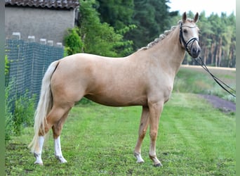 Deutsches Reitpony, Stute, 5 Jahre, 147 cm, Palomino