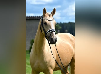 Deutsches Reitpony, Stute, 5 Jahre, 147 cm, Palomino