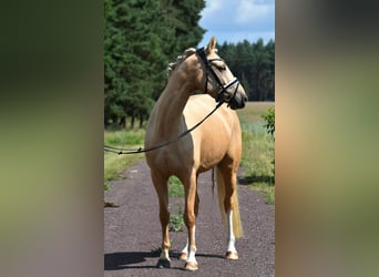 Deutsches Reitpony, Stute, 5 Jahre, 147 cm, Palomino