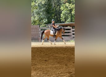 Deutsches Reitpony, Stute, 5 Jahre, 147 cm, Rotbrauner