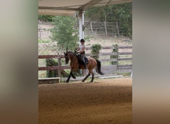 Deutsches Reitpony, Stute, 5 Jahre, 147 cm, Rotbrauner