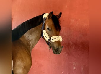 Deutsches Reitpony, Stute, 5 Jahre, 147 cm, Rotbrauner