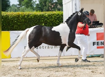 Deutsches Reitpony, Stute, 5 Jahre, 147 cm, Schecke