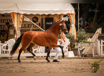 Deutsches Reitpony, Stute, 5 Jahre, 148 cm, Brauner