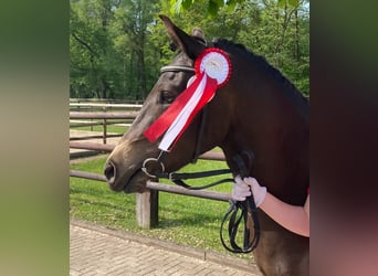 Deutsches Reitpony, Stute, 5 Jahre, 148 cm, Brauner