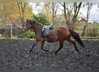 Deutsches Reitpony, Stute, 5 Jahre, 148 cm, Brauner