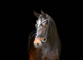 Deutsches Reitpony, Stute, 5 Jahre, 148 cm, Brauner