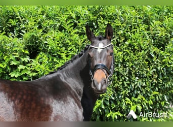 Deutsches Reitpony, Stute, 5 Jahre, 148 cm, Brauner