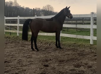 Deutsches Reitpony, Stute, 5 Jahre, 148 cm, Brauner