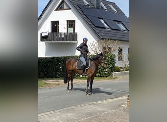 Deutsches Reitpony, Stute, 5 Jahre, 148 cm, Brauner