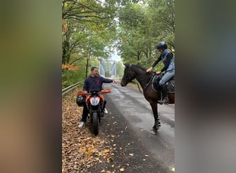 Deutsches Reitpony, Stute, 5 Jahre, 148 cm, Brauner