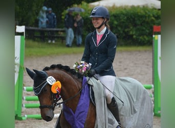Deutsches Reitpony, Stute, 5 Jahre, 148 cm, Brauner