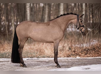 Deutsches Reitpony, Stute, 5 Jahre, 148 cm, Buckskin