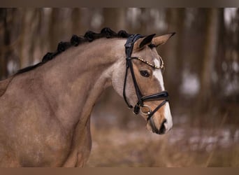 Deutsches Reitpony, Stute, 5 Jahre, 148 cm, Buckskin