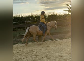 Deutsches Reitpony, Stute, 5 Jahre, 148 cm, Champagne
