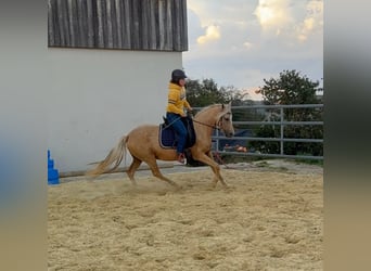 Deutsches Reitpony, Stute, 5 Jahre, 148 cm, Champagne