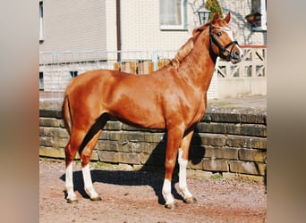 Deutsches Reitpony, Stute, 5 Jahre, 148 cm