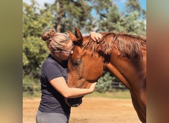 Deutsches Reitpony, Stute, 5 Jahre, 148 cm