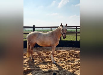 Deutsches Reitpony, Stute, 5 Jahre, 148 cm