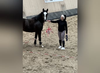 Deutsches Reitpony, Stute, 5 Jahre, 148 cm