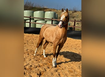 Deutsches Reitpony, Stute, 5 Jahre, 148 cm