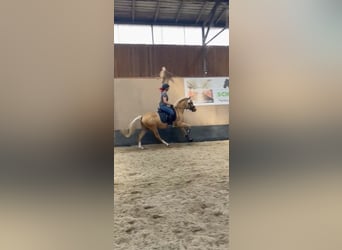 Deutsches Reitpony, Stute, 5 Jahre, 148 cm