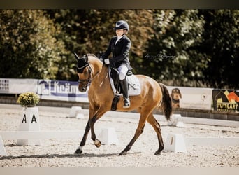 Deutsches Reitpony, Stute, 5 Jahre, 148 cm, Falbe