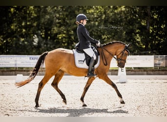 Deutsches Reitpony, Stute, 5 Jahre, 148 cm, Falbe