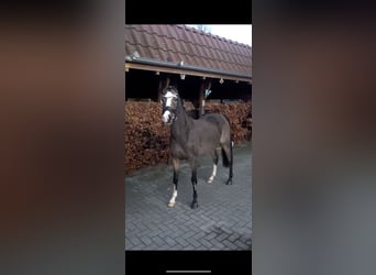 Deutsches Reitpony, Stute, 5 Jahre, 148 cm, Falbe