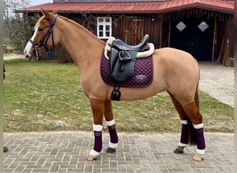 Deutsches Reitpony, Stute, 5 Jahre, 148 cm, Falbe