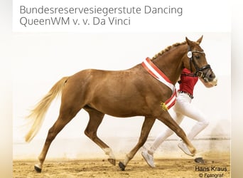 Deutsches Reitpony, Stute, 5 Jahre, 148 cm, Fuchs