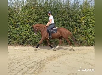 Deutsches Reitpony, Stute, 5 Jahre, 148 cm, Fuchs