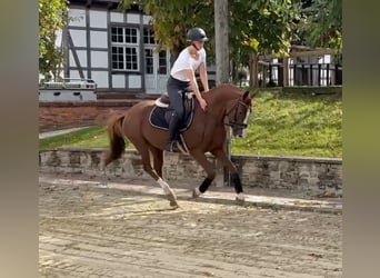 Deutsches Reitpony, Stute, 5 Jahre, 148 cm, Fuchs