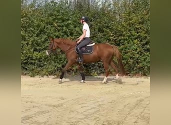 Deutsches Reitpony, Stute, 5 Jahre, 148 cm, Fuchs