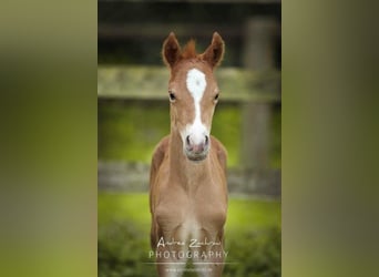 Deutsches Reitpony, Stute, 5 Jahre, 148 cm, Fuchs